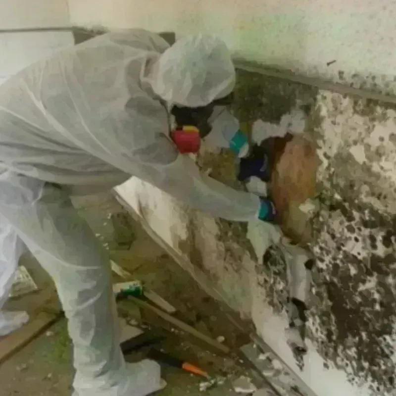 Mold Remediation and Removal in Purcell, OK